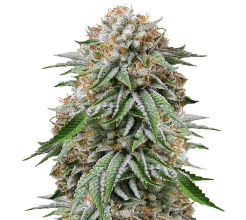 Go Time cannabis seeds packaging — Royal King Seeds Australia