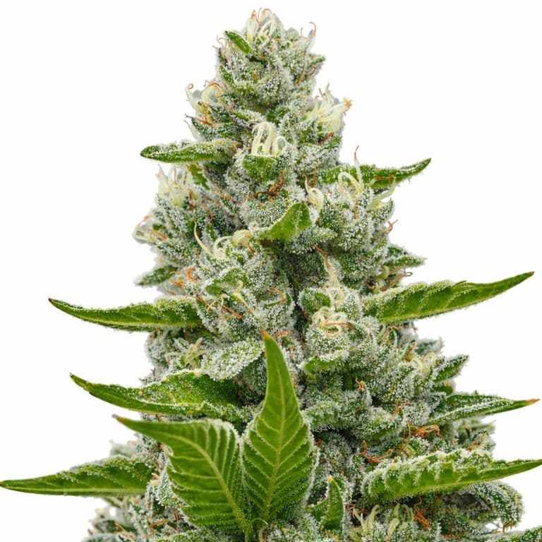Goat Milk cannabis seeds packaging — Royal King Seeds Australia