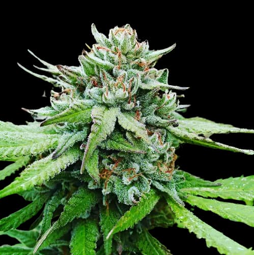 Gobbilygoo cannabis seeds packaging — Royal King Seeds Australia