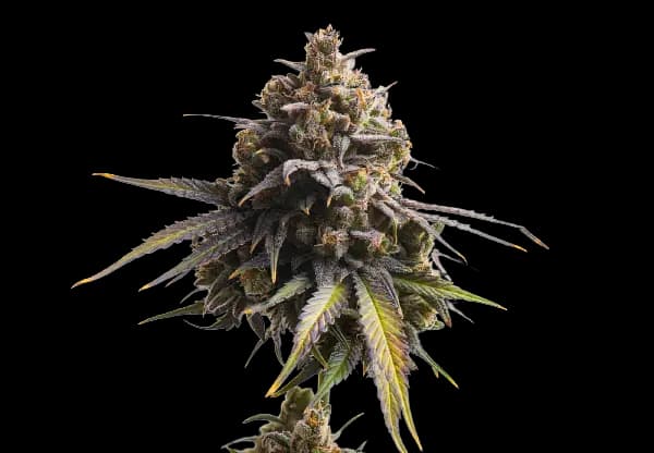 Gobbstopper cannabis seeds packaging — Royal King Seeds Australia