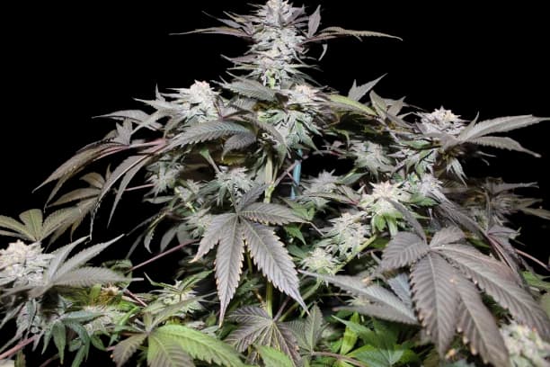 God Bud cannabis seeds packaging — Royal King Seeds Australia