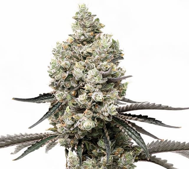 Godfather Purple Kush cannabis seeds packaging — Royal King Seeds Australia