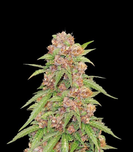 Godzilla Cookies cannabis seeds packaging — Royal King Seeds Australia