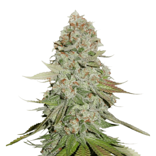 Godzilla Glue cannabis seeds packaging — Royal King Seeds Australia