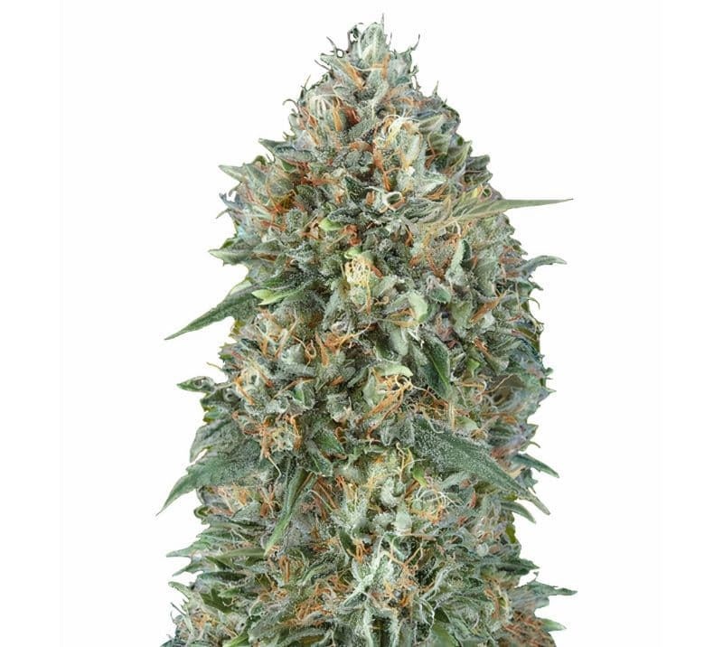 Goji OG Haze cannabis seeds packaging — Royal King Seeds Australia