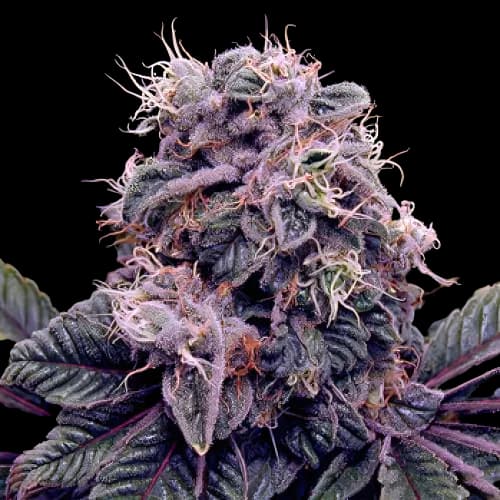 Goldberry cannabis seeds packaging — Royal King Seeds Australia