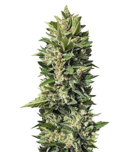 Golden Ticket cannabis seeds packaging — Royal King Seeds Australia