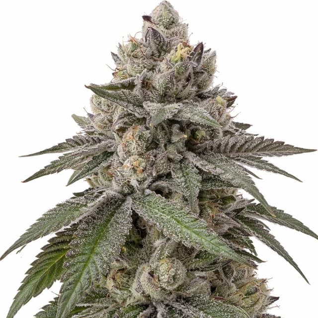 Goon Berries cannabis seeds packaging — Royal King Seeds Australia