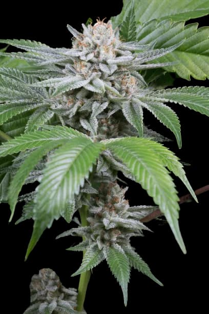 Gorilla Biscuit cannabis seeds packaging — Royal King Seeds Australia