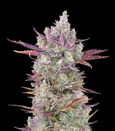 Gorilla Cookies cannabis seeds packaging — Royal King Seeds Australia