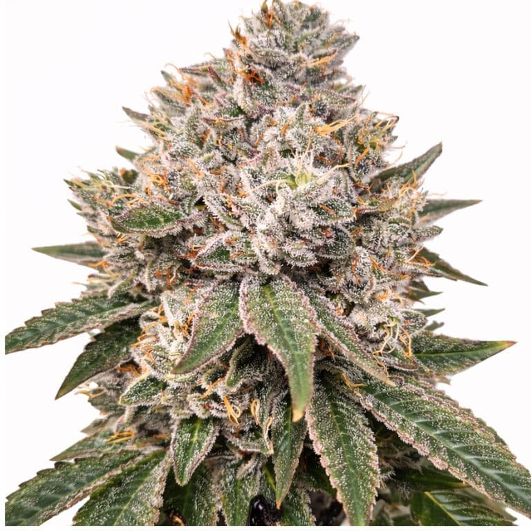 Gorilla Glue cannabis seeds packaging — Royal King Seeds Australia