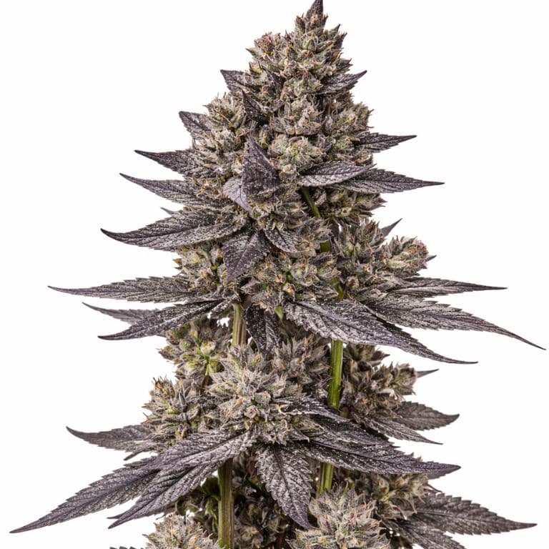 Gorilla Nut cannabis seeds packaging — Royal King Seeds Australia