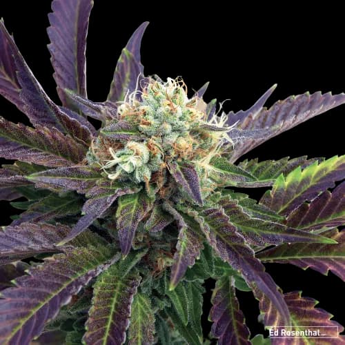 Grand Doggy Purps cannabis seeds packaging — Royal King Seeds Australia