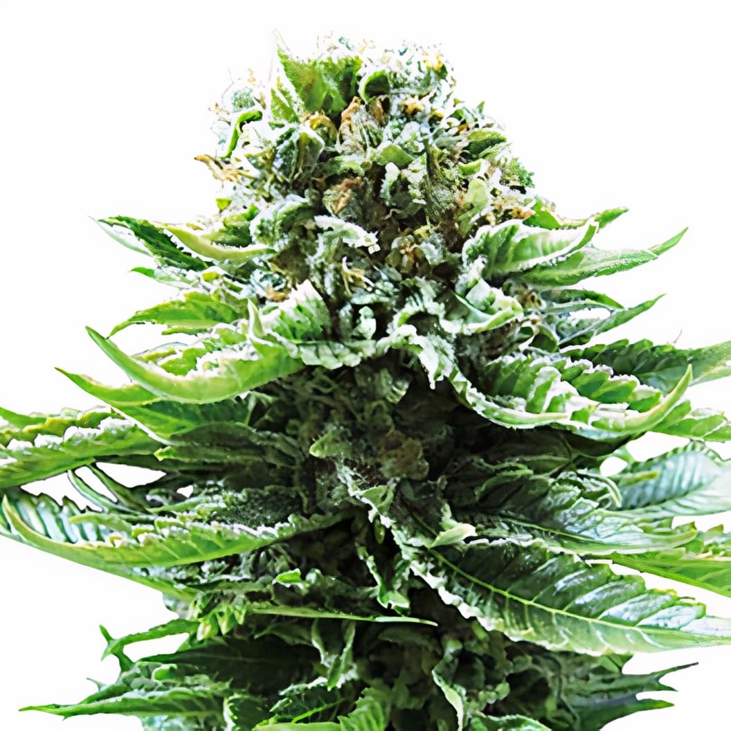 Grand Hindu cannabis seeds packaging — Royal King Seeds Australia