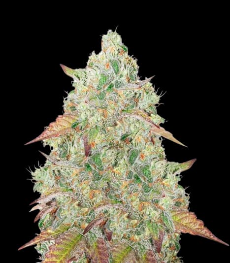 Grandmommy Purple cannabis seeds packaging — Royal King Seeds Australia