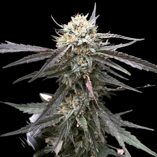 Grandpa Larry OG cannabis seeds packaging — Royal King Seeds Australia