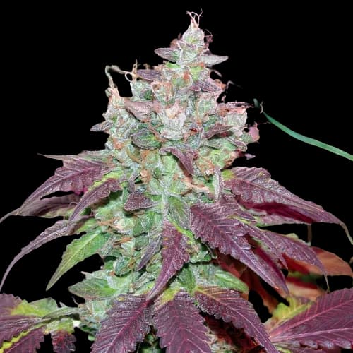 Grape Cookies cannabis seeds packaging — Royal King Seeds Australia