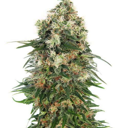 Grape Drink cannabis seeds packaging — Royal King Seeds Australia