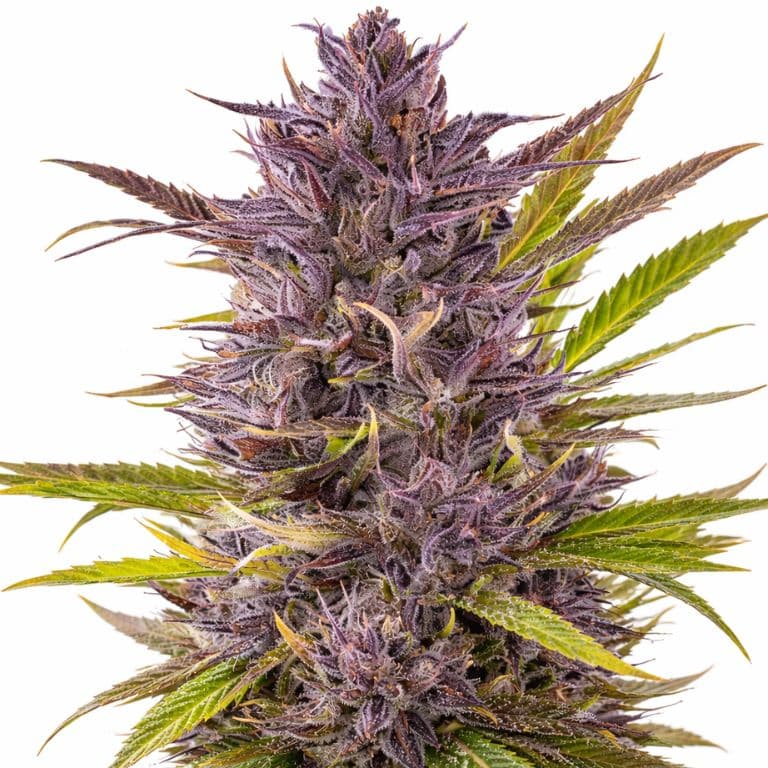 Grape Gelato cannabis seeds packaging — Royal King Seeds Australia