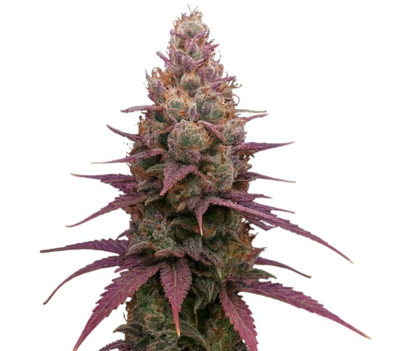 Grape God cannabis seeds packaging — Royal King Seeds Australia