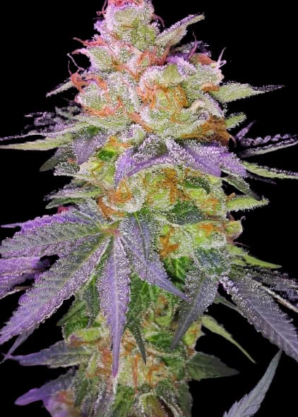 Grape Inferno cannabis seeds packaging — Royal King Seeds Australia