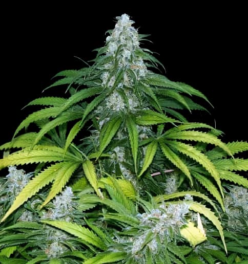 Grape Krush cannabis seeds packaging — Royal King Seeds Australia