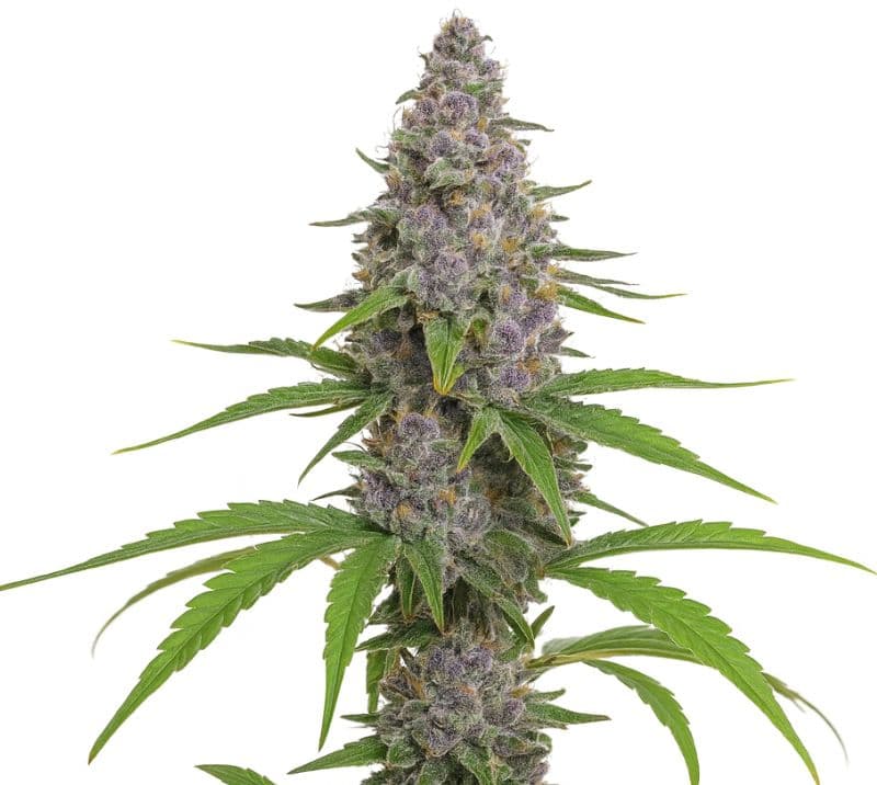 Grape Kush cannabis seeds packaging — Royal King Seeds Australia
