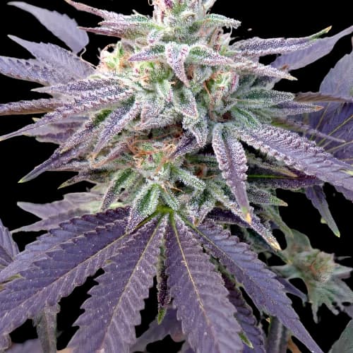 Grape OX cannabis seeds packaging — Royal King Seeds Australia