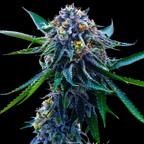 Grape Skunk cannabis seeds packaging — Royal King Seeds Australia