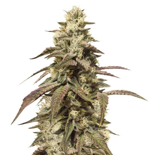 Grape Soda cannabis seeds packaging — Royal King Seeds Australia