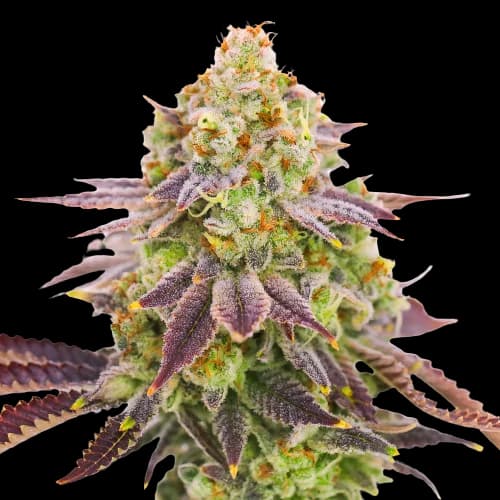 Grape Stomper cannabis seeds packaging — Royal King Seeds Australia