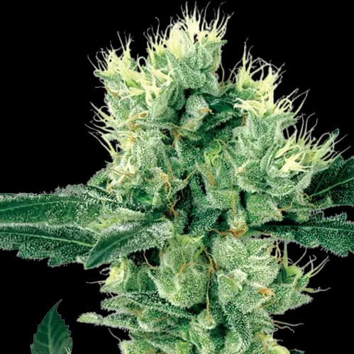 Grape Valley Kush cannabis seeds packaging — Royal King Seeds Australia
