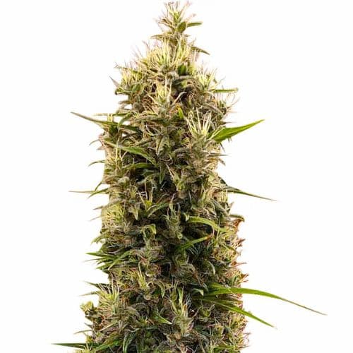 Grapefruit Diesel cannabis seeds packaging — Royal King Seeds Australia