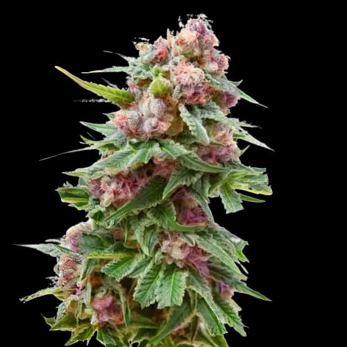 Grapefruit Kush cannabis seeds packaging — Royal King Seeds Australia
