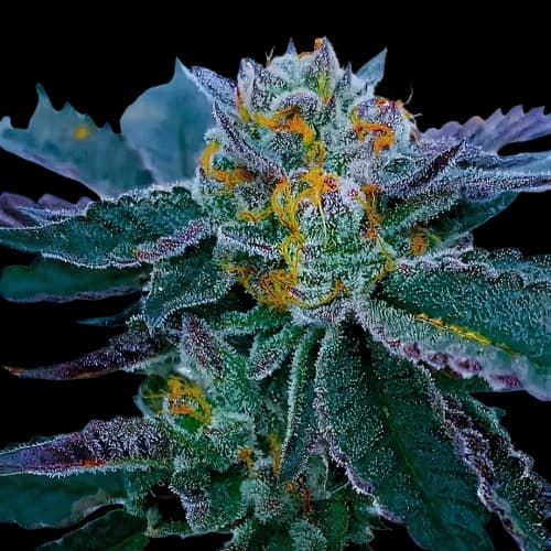 Gravity cannabis seeds packaging — Royal King Seeds Australia