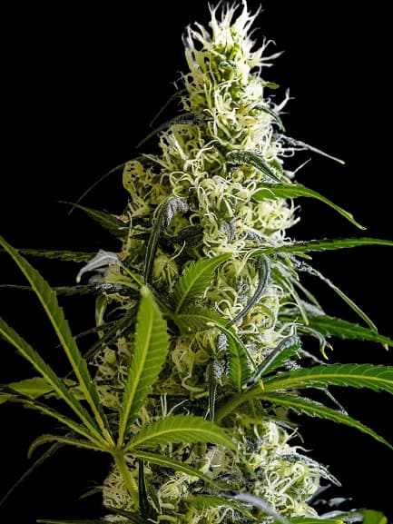 Green Avenger cannabis seeds packaging — Royal King Seeds Australia