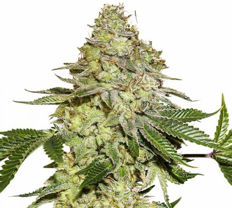 Green Candy cannabis seeds packaging — Royal King Seeds Australia