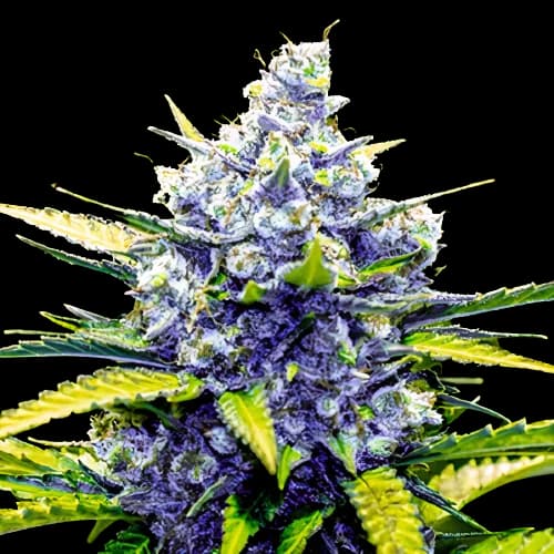 Green Cheese cannabis seeds packaging — Royal King Seeds Australia