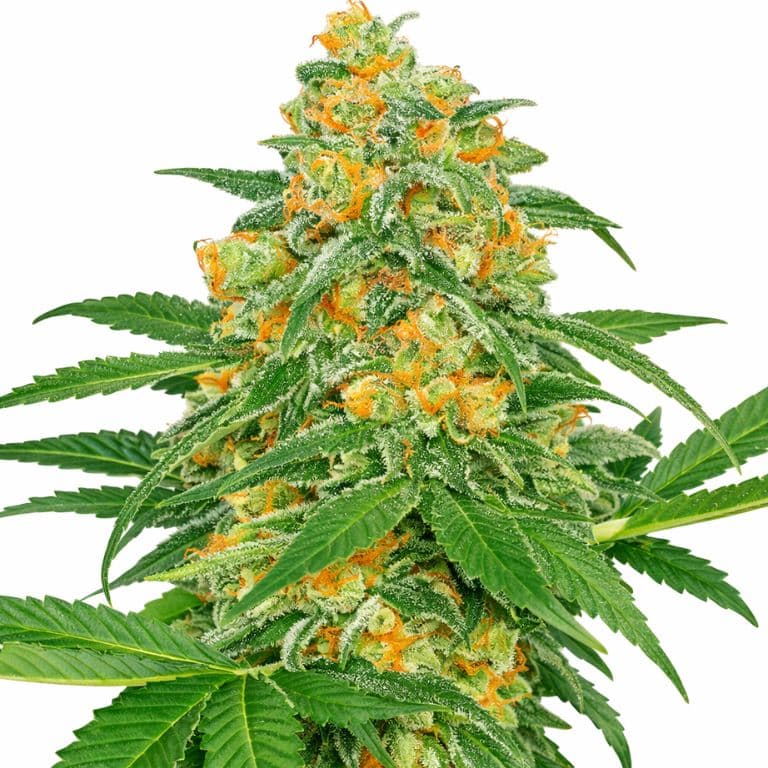 Green Crack cannabis seeds packaging — Royal King Seeds Australia