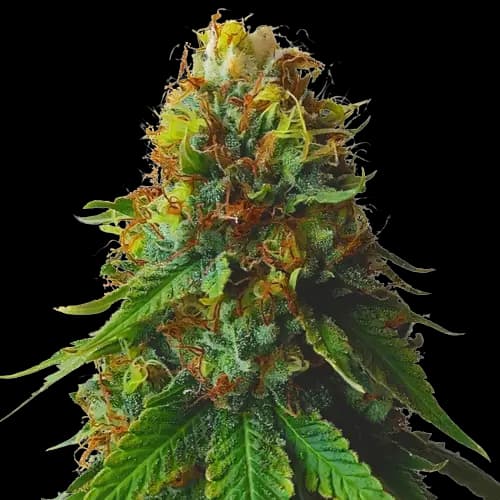 Green Goblin cannabis seeds packaging — Royal King Seeds Australia
