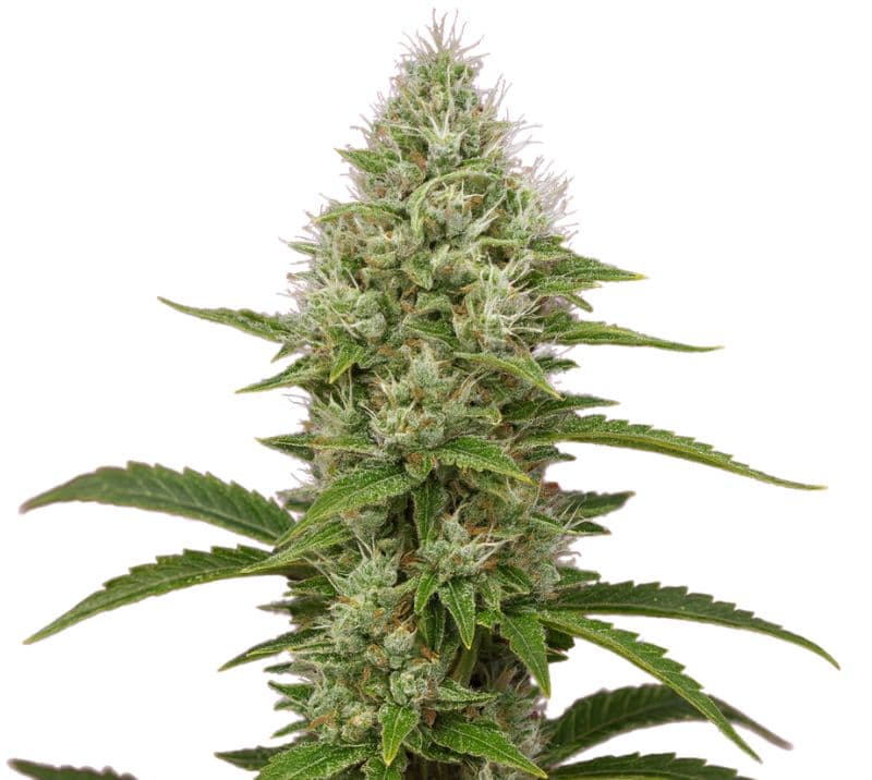 Green Goddess cannabis seeds packaging — Royal King Seeds Australia
