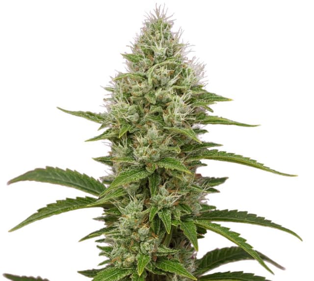 Green Goddess cannabis seeds packaging — Royal King Seeds Australia
