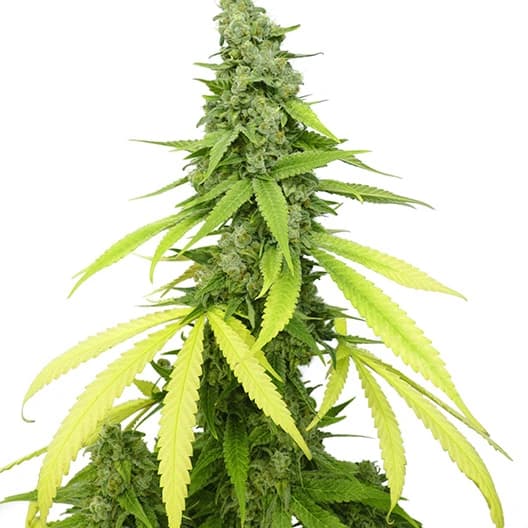 Green Kush cannabis seeds packaging — Royal King Seeds Australia