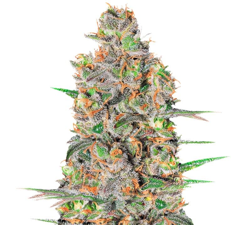 Green Love Potion cannabis seeds packaging — Royal King Seeds Australia