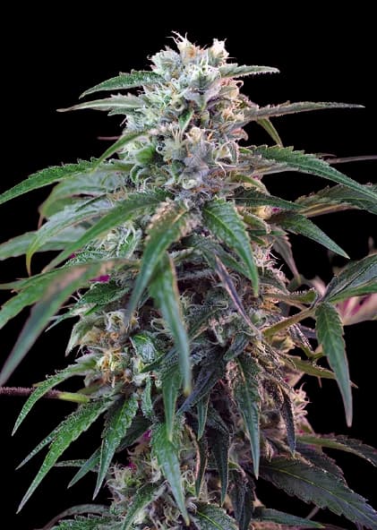 Green Poison cannabis seeds packaging — Royal King Seeds Australia
