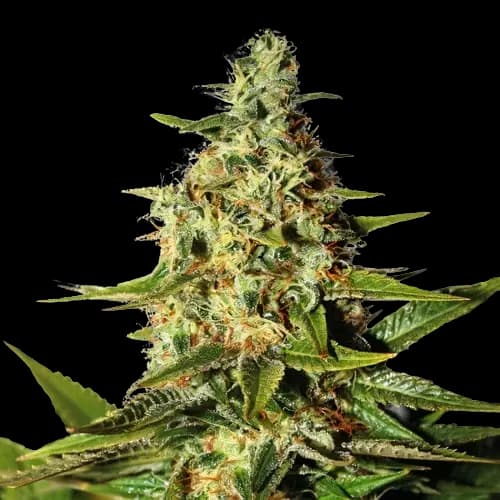 Green Queen cannabis seeds packaging — Royal King Seeds Australia