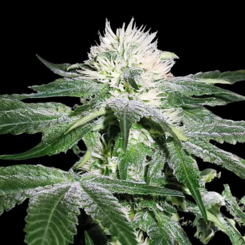 Green Ribbon cannabis seeds packaging — Royal King Seeds Australia