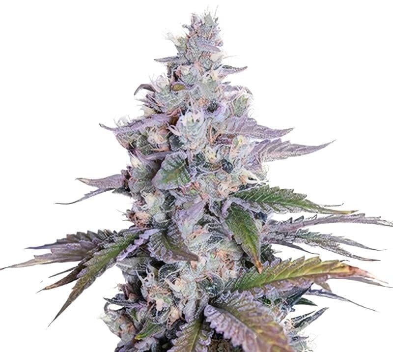 Grimace cannabis seeds packaging — Royal King Seeds Australia