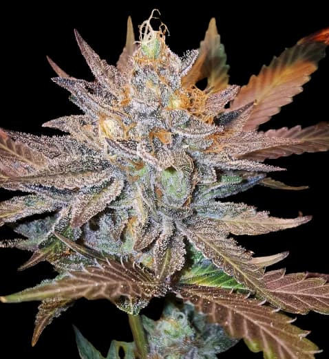Guard Dawg cannabis seeds packaging — Royal King Seeds Australia