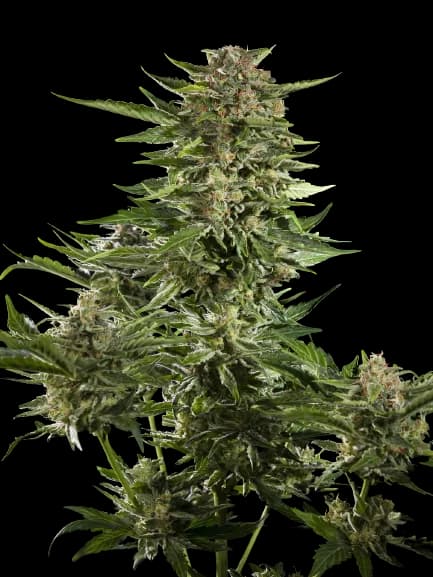 Guido Kush cannabis seeds packaging — Royal King Seeds Australia
